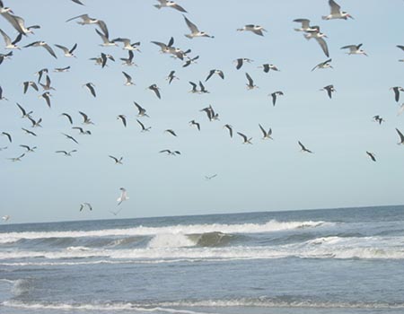Wave and birds at Anastasia State Park
